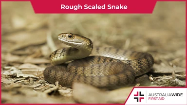 Rough Scaled Snake
