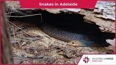 A brown snake sheltering beneath a piece of wood