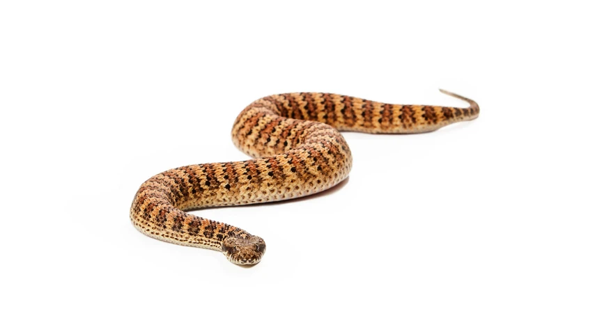 A Death Adder
