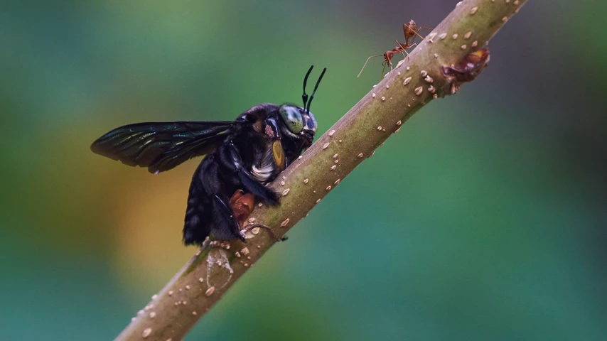 Carpenter bee